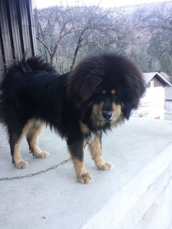 ALTAN Henriet´s garden,(DJEGO x RINCHEN)